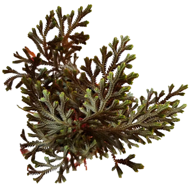 2" Selaginela Moss Ruby